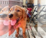 Small Photo #1 Golden Irish Puppy For Sale in TEMPE, AZ, USA
