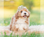 Small #5 Poodle (Miniature)