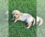 Small Photo #2 Labrador Retriever Puppy For Sale in PRATTVILLE, AL, USA