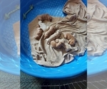 Small Photo #3 Golden Retriever Puppy For Sale in BLACKBURN, NC, USA