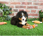 Small #9 Bernese Mountain Dog