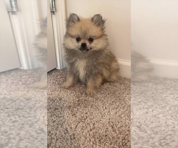 Medium Photo #6 Pomeranian Puppy For Sale in OAKWOOD, GA, USA