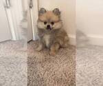 Small #5 Pomeranian