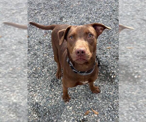 Medium Photo #1 Doberman Pinscher-Unknown Mix Puppy For Sale in Palmetto, FL, USA