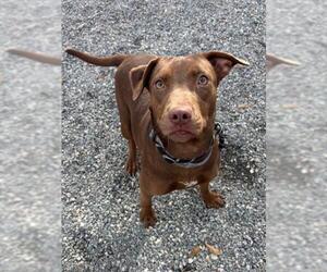 Doberman Pinscher-Unknown Mix Dogs for adoption in Palmetto, FL, USA