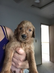 Goldendoodle Puppy for sale in OLYMPIA, WA, USA