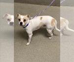 Small Dachshund Mix