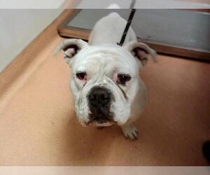 Bulldog-Unknown Mix Dogs for adoption in Martinez, CA, USA