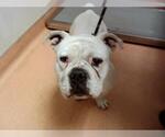 Small Bulldog Mix