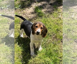 Beagle Puppy for Sale in UNION BEACH, New Jersey USA
