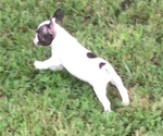Small Photo #51 French Bulldog Puppy For Sale in AVON PARK, FL, USA