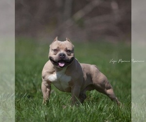 American Bully Puppy for sale in BAKERSFIELD, CA, USA