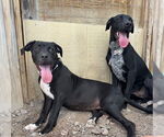 Small #3 American Pit Bull Terrier-Labrador Retriever Mix