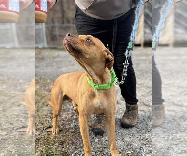 Medium Photo #7 Boxer-Unknown Mix Puppy For Sale in Hinton, WV, USA
