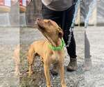 Small #6 Boxer Mix