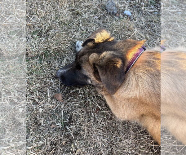 Medium Photo #6 German Shepherd Dog Puppy For Sale in Seattle, WA, USA
