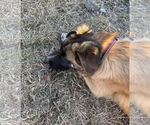 Small #5 German Shepherd Dog