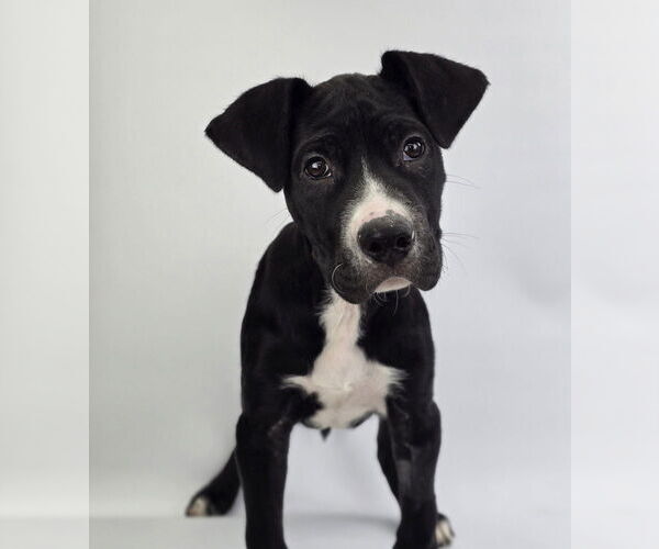 Medium Photo #5 American Staffordshire Terrier-Unknown Mix Puppy For Sale in Lakewood, CO, USA