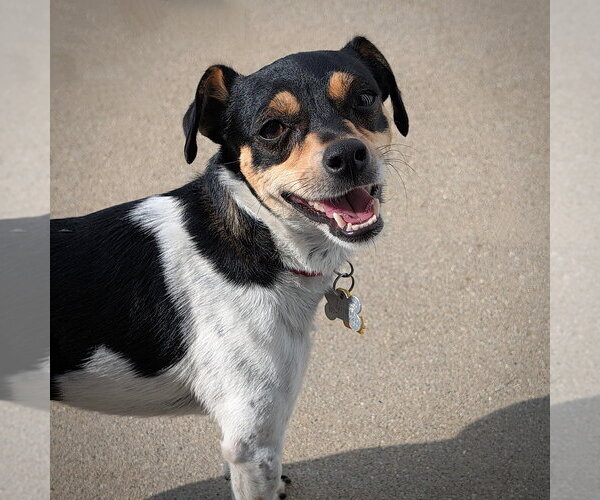Medium Photo #2 Rat Terrier Puppy For Sale in Atlanta, GA, USA