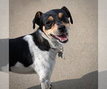Small #1 Rat Terrier