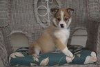 Small Photo #1 Miniature Australian Shepherd-Pomsky Mix Puppy For Sale in FREDERICKSBG, OH, USA