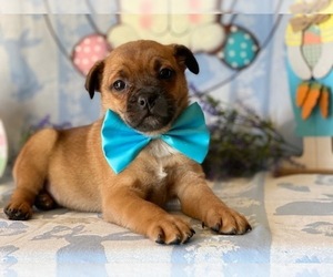 Pom-A-Pug Puppy for sale in LANCASTER, PA, USA