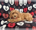 Small #3 Cavapoo