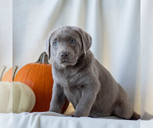 Labrador Retriever Puppy for sale in GREENCASTLE, PA, USA