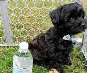 ShihPoo Puppy for sale in CLOSTER, NJ, USA
