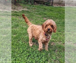 Mother of the Cockapoo-Poodle (Miniature) Mix puppies born on 03/13/2025