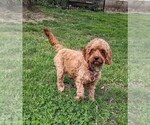 Small Photo #1 Cockapoo-Poodle (Miniature) Mix Puppy For Sale in SALEM, MO, USA