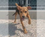 Small #2 Beagle Mix