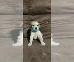 Small Photo #10 Golden Retriever Puppy For Sale in DAVENPORT, FL, USA