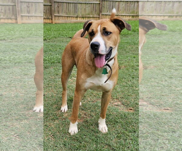 Medium Photo #4 Anatolian Shepherd-Boxer Mix Puppy For Sale in Corinth, MS, USA