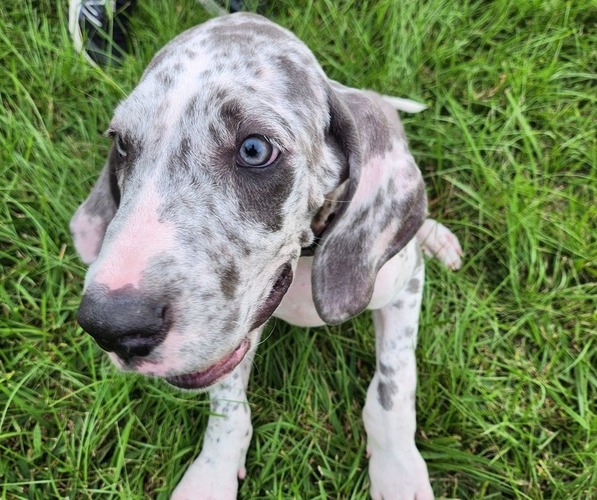 Medium Photo #5 Great Dane Puppy For Sale in HAMMOND, LA, USA