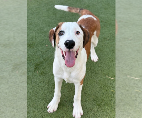 Medium Photo #3 Mutt Puppy For Sale in Woodbury, NY, USA