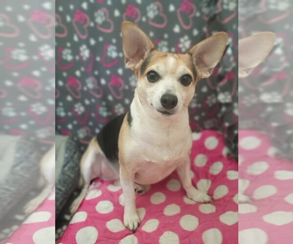 Medium Photo #6 Chihuahua Puppy For Sale in Pacolet, SC, USA