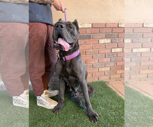 China - Female Mutt Dog for Adoption - Photo #5