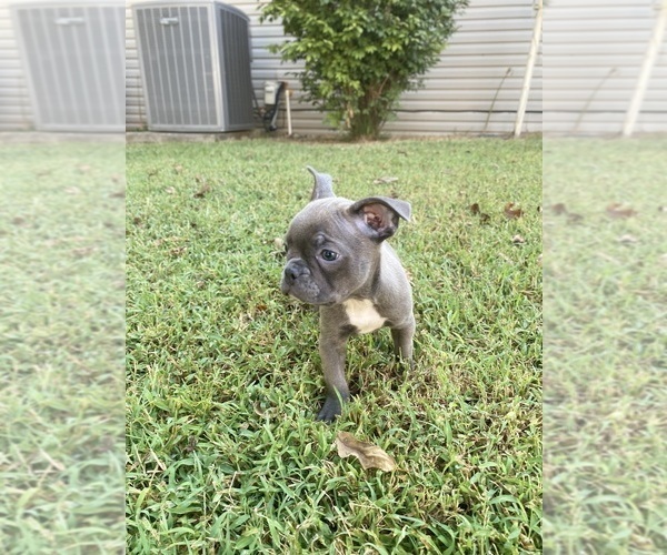 Medium Photo #2 Faux Frenchbo Bulldog Puppy For Sale in FREDONIA, KS, USA