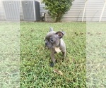 Small Photo #2 Faux Frenchbo Bulldog Puppy For Sale in FREDONIA, KS, USA