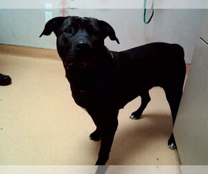 Mutt Dogs for adoption in Martinez, CA, USA