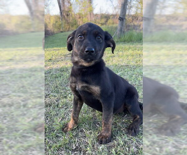 Medium Photo #3 Mutt Puppy For Sale in Tarrytown, GA, USA