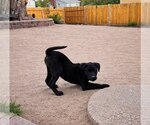 Small #1 Mutt