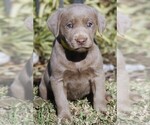 Small Photo #3 Labrador Retriever Puppy For Sale in REEDLEY, CA, USA