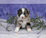 Small Photo #4 Miniature American Shepherd Puppy For Sale in BENTON CITY, WA, USA