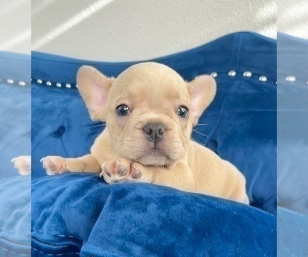 Medium Photo #7 French Bulldog Puppy For Sale in ATHERTON, CA, USA