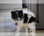 Small Photo #9 Pomeranian Puppy For Sale in COMMERCE, CA, USA