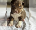 Small Photo #14 Australian Shepherd-Miniature Australian Shepherd Mix Puppy For Sale in PETERSBURG, IL, USA