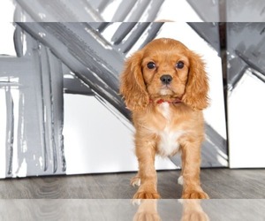 Cavalier King Charles Spaniel Puppy for sale in BEL AIR, MD, USA