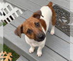 Small #2 Jack Russell Terrier
